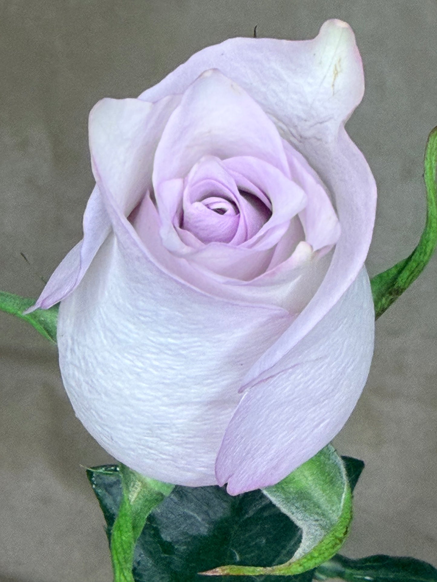Florist's Choice Rose Bouquets - 15% Off