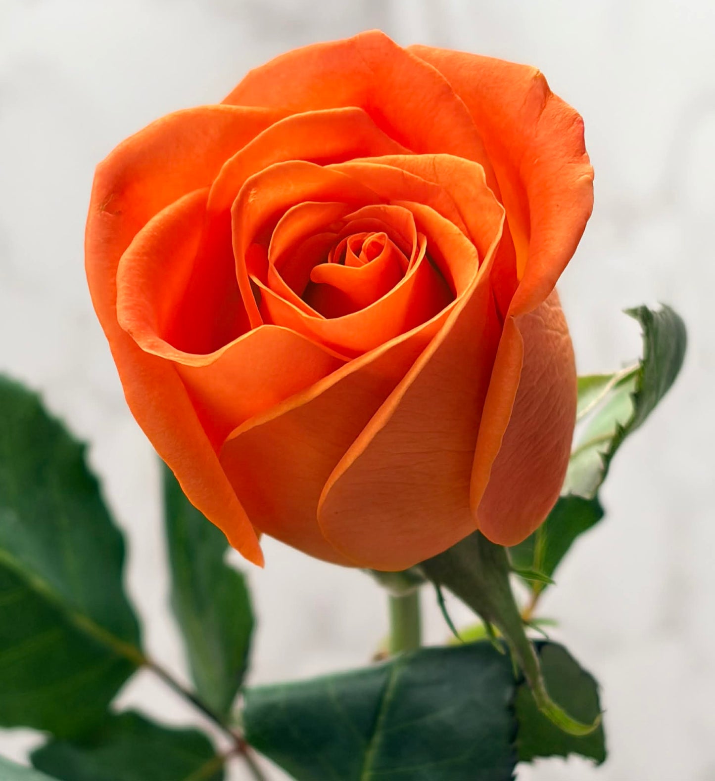 2 Rose Bouquet