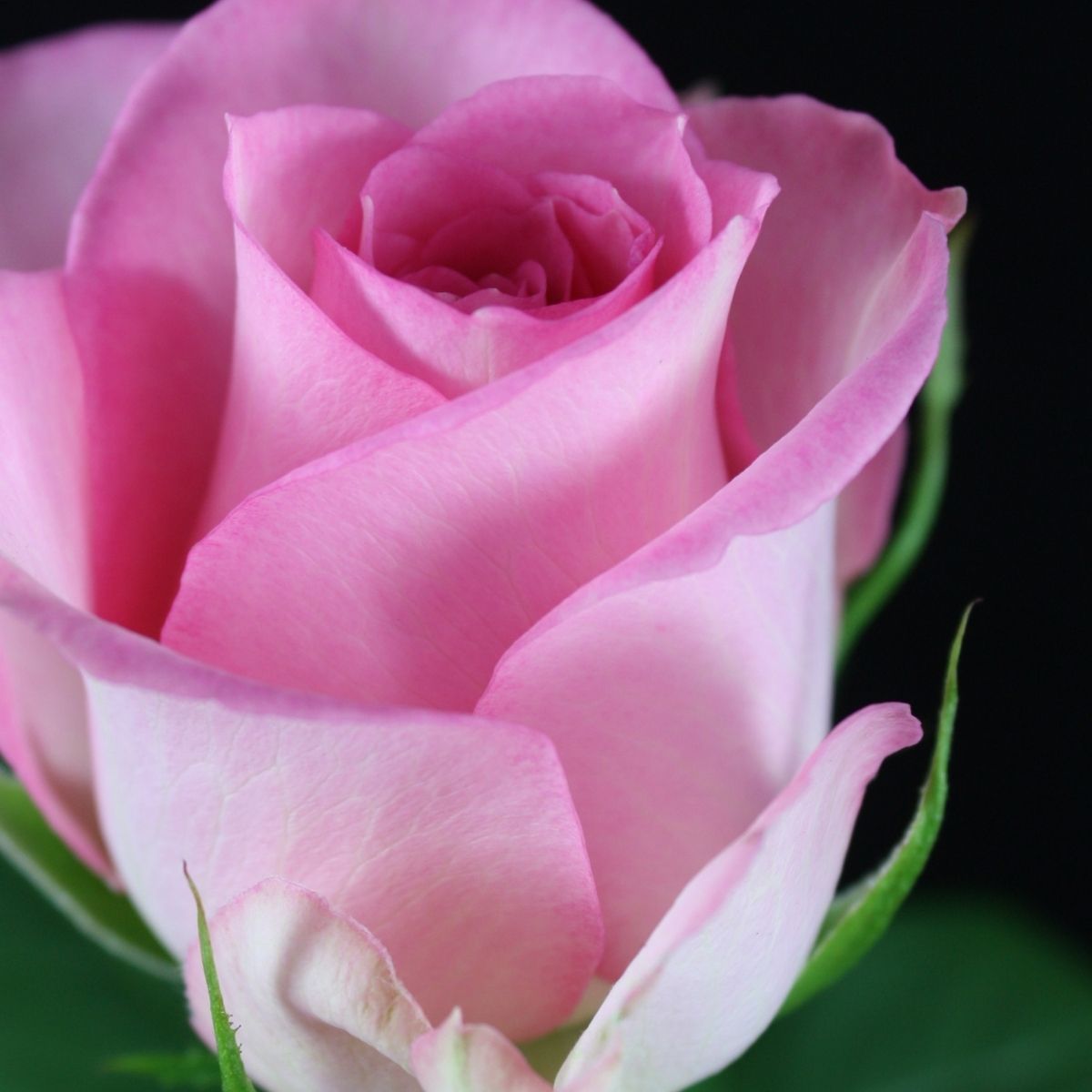 Light Pink Roses