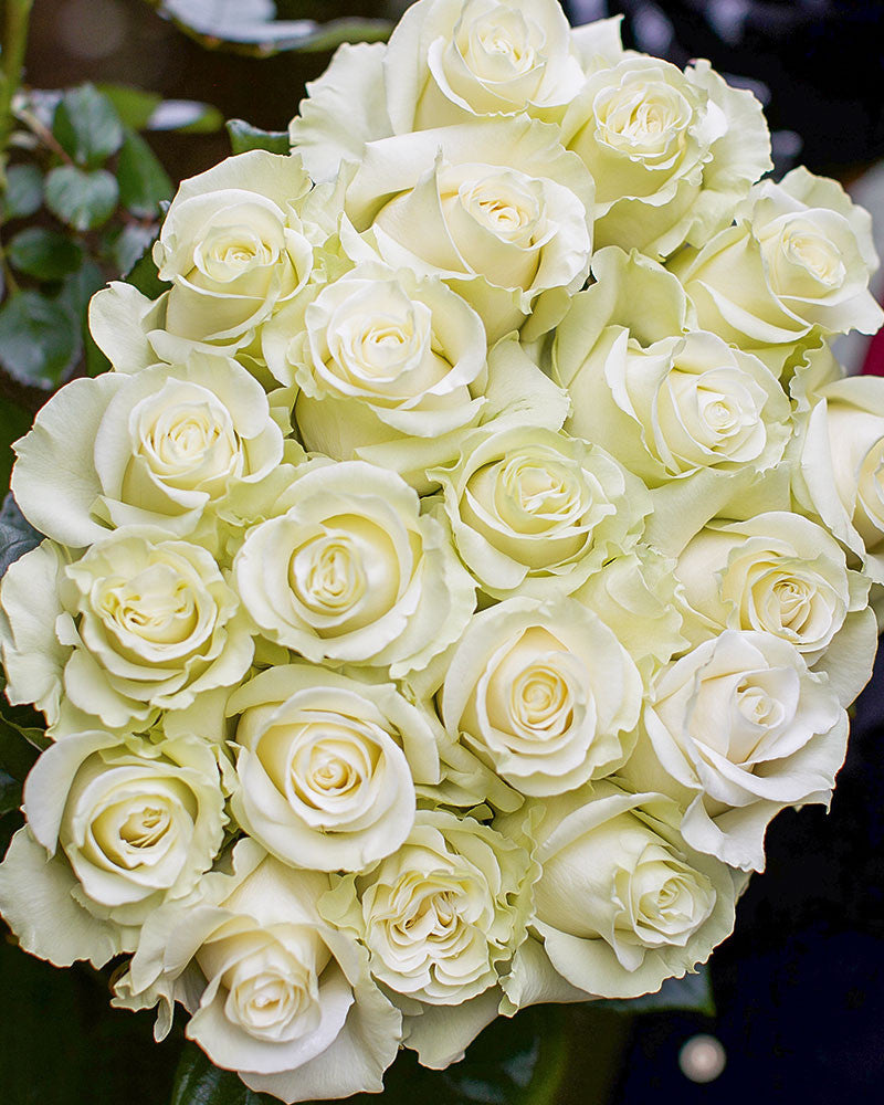White Roses