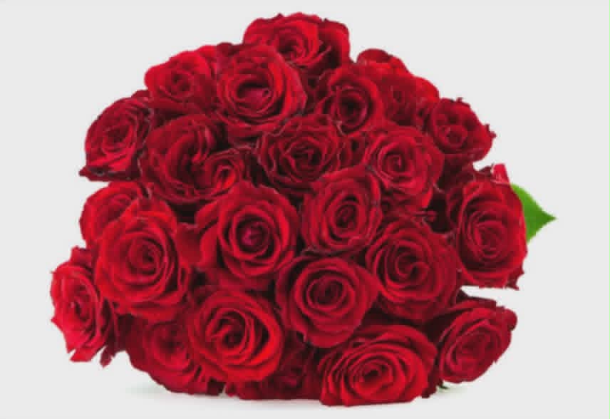 Red Roses
