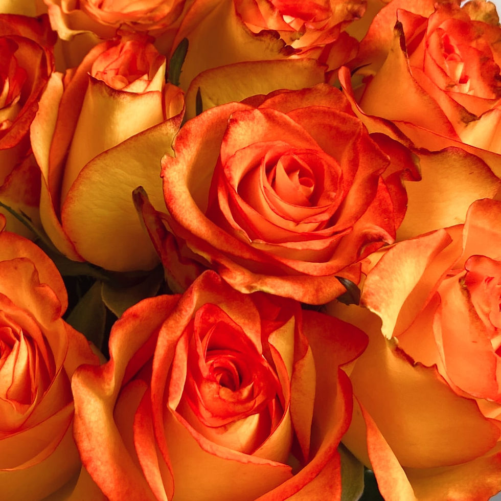 High Magic Roses