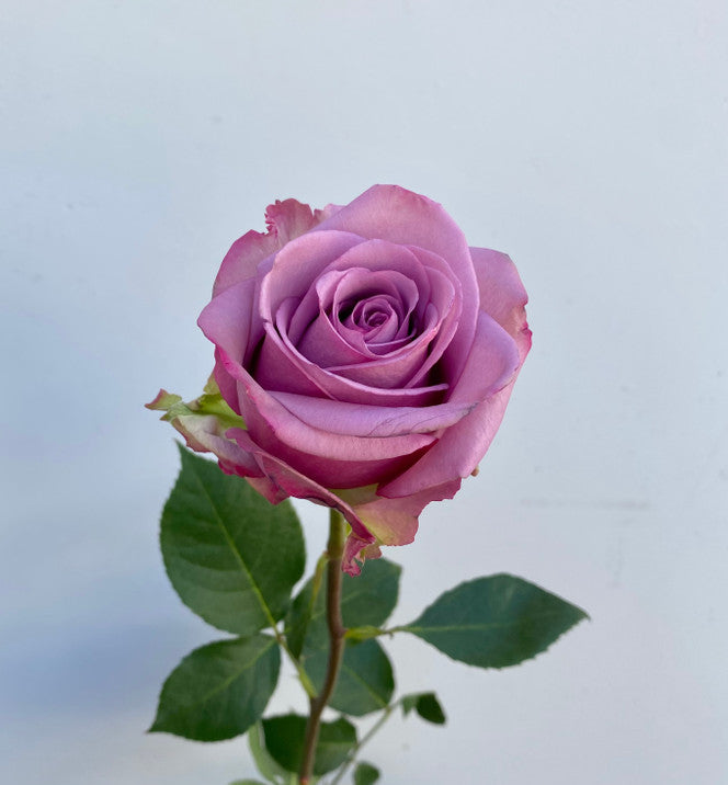 Lavender Roses