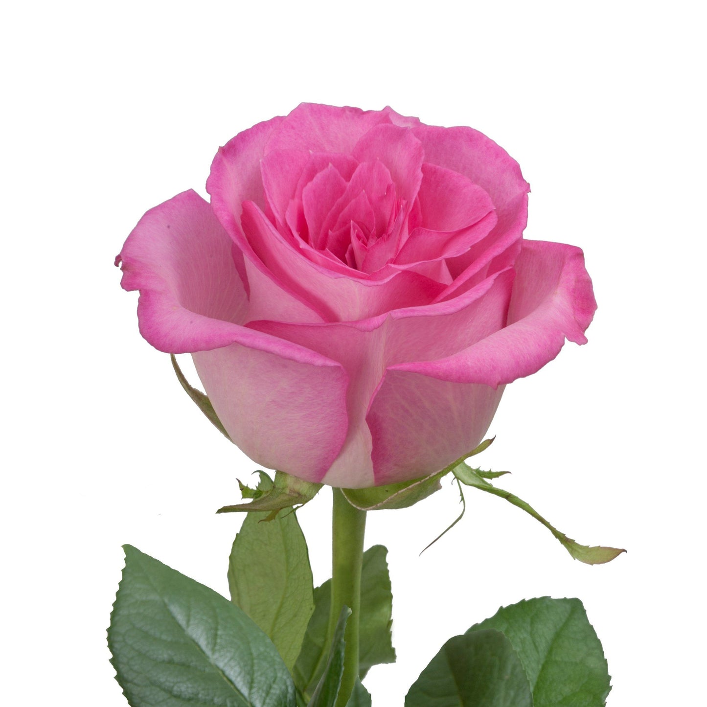 Light Pink Roses