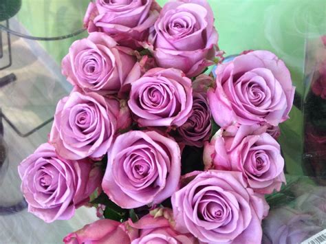 Lavender Roses