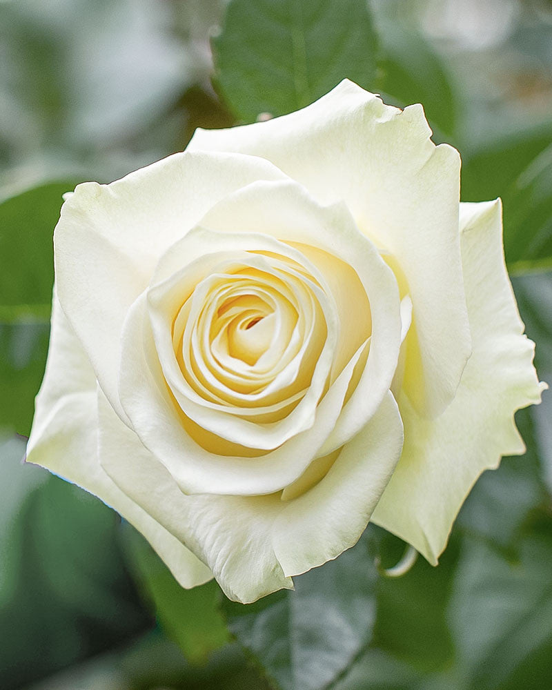 White Roses