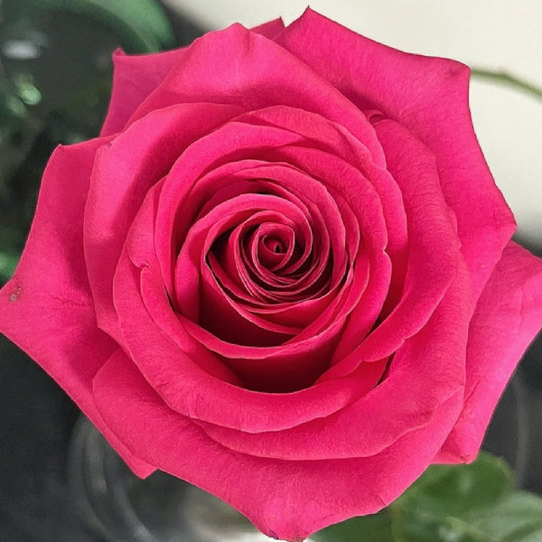 Bright Pink Roses