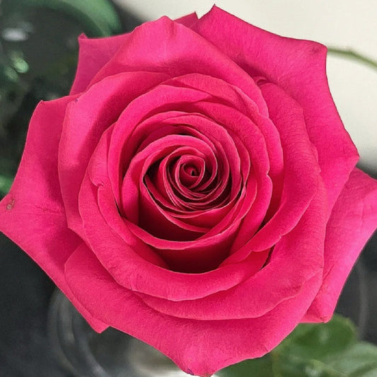 Bright Pink Roses