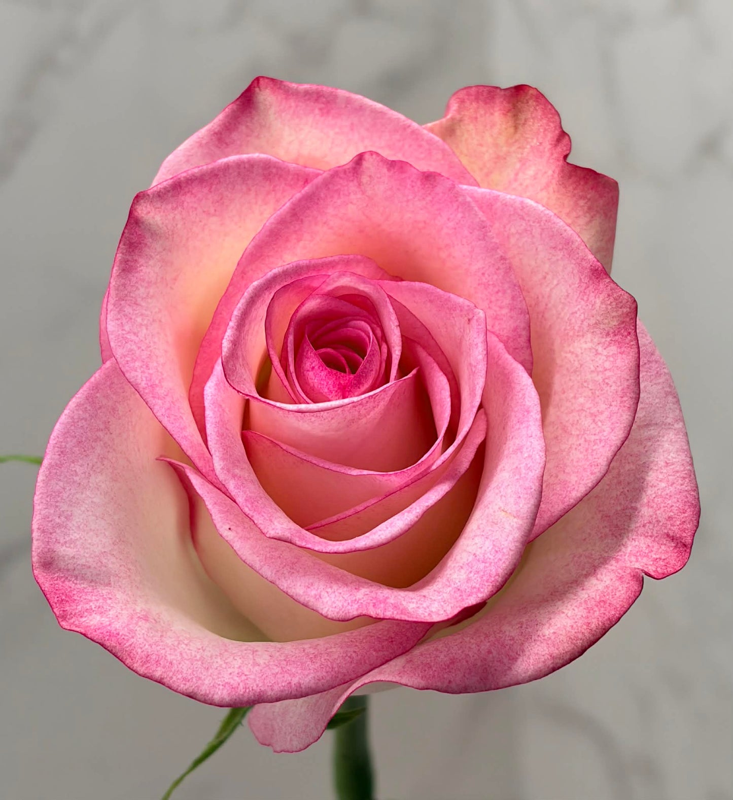 One Rose