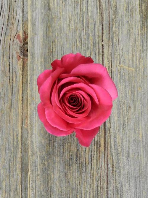 Bright Pink Roses