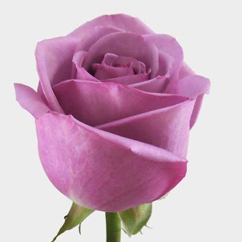 Lavender Roses