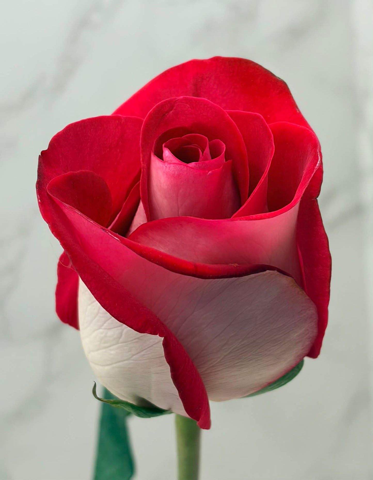 One Rose