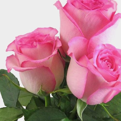 Light Pink Roses