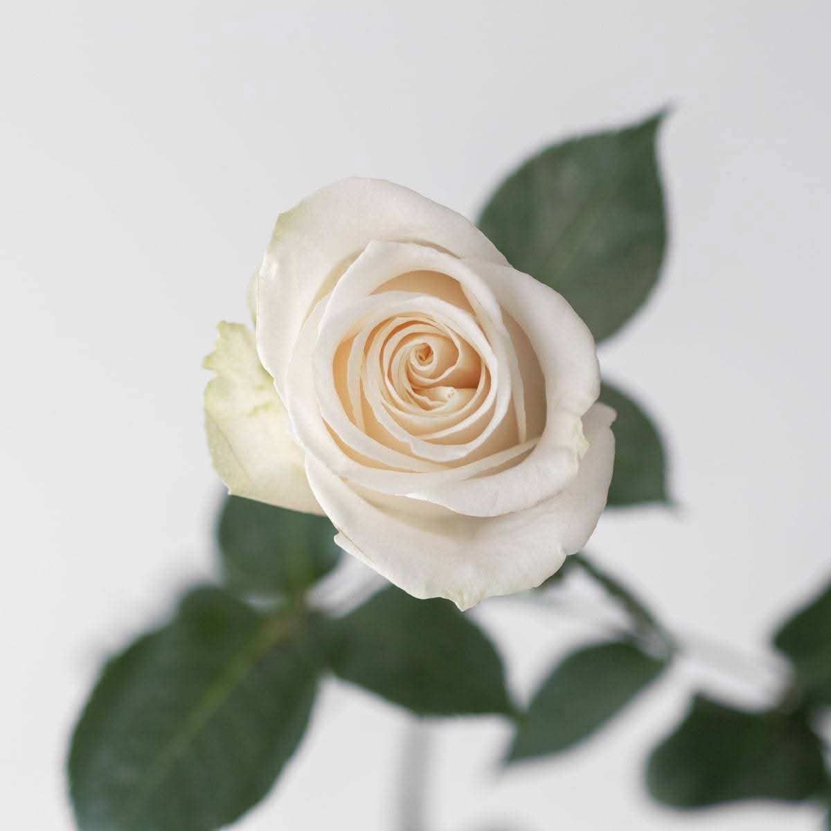 One Rose