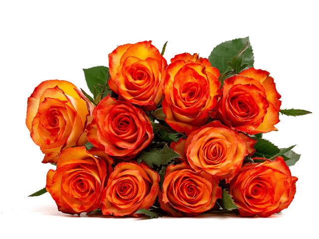 High Magic Roses