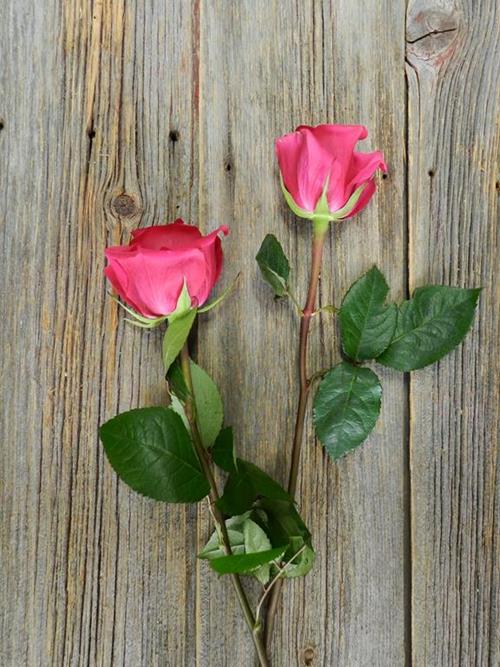 Bright Pink Roses