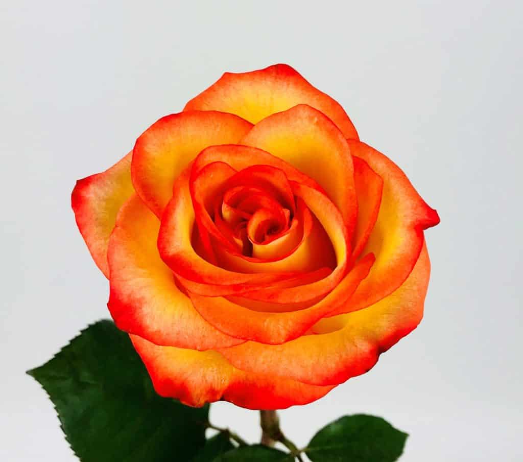 High Magic Roses