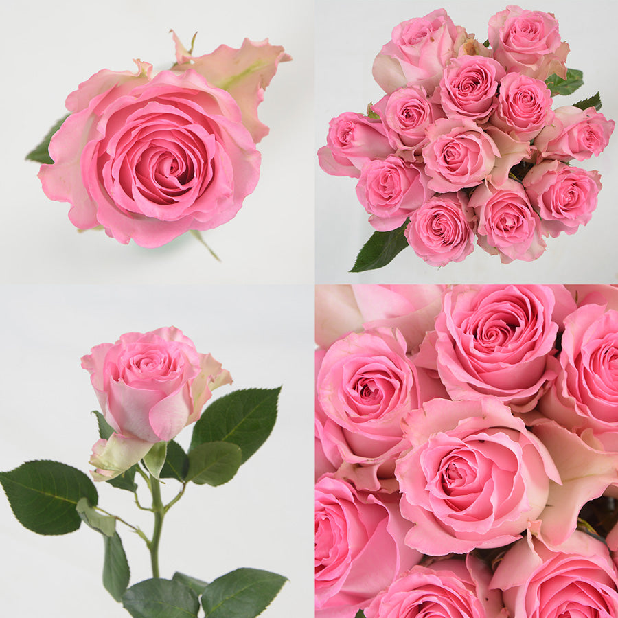 Light Pink Roses