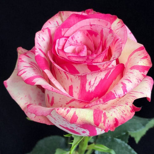 Magic Times Speckled Roses