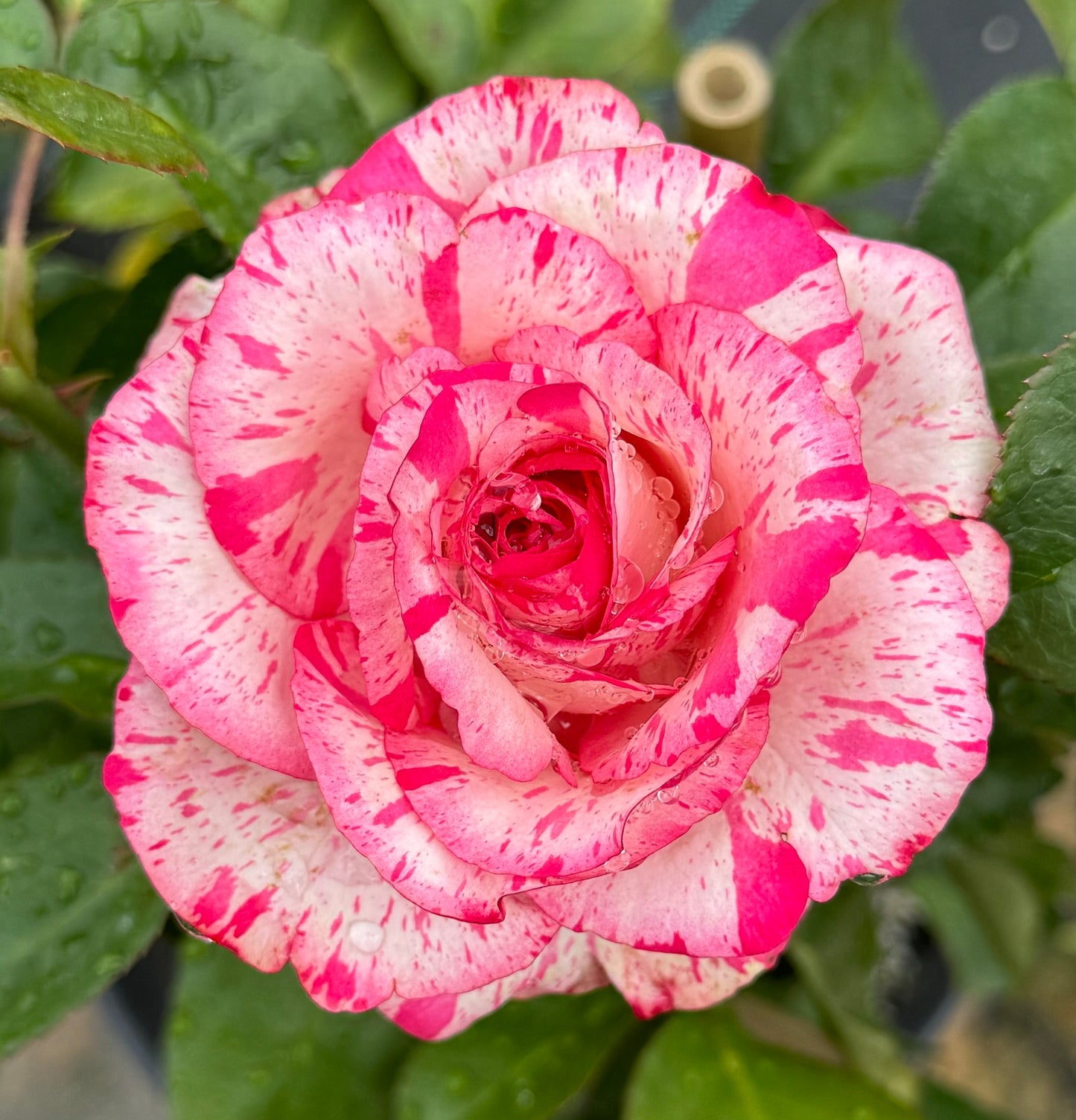Magic Times Speckled Roses