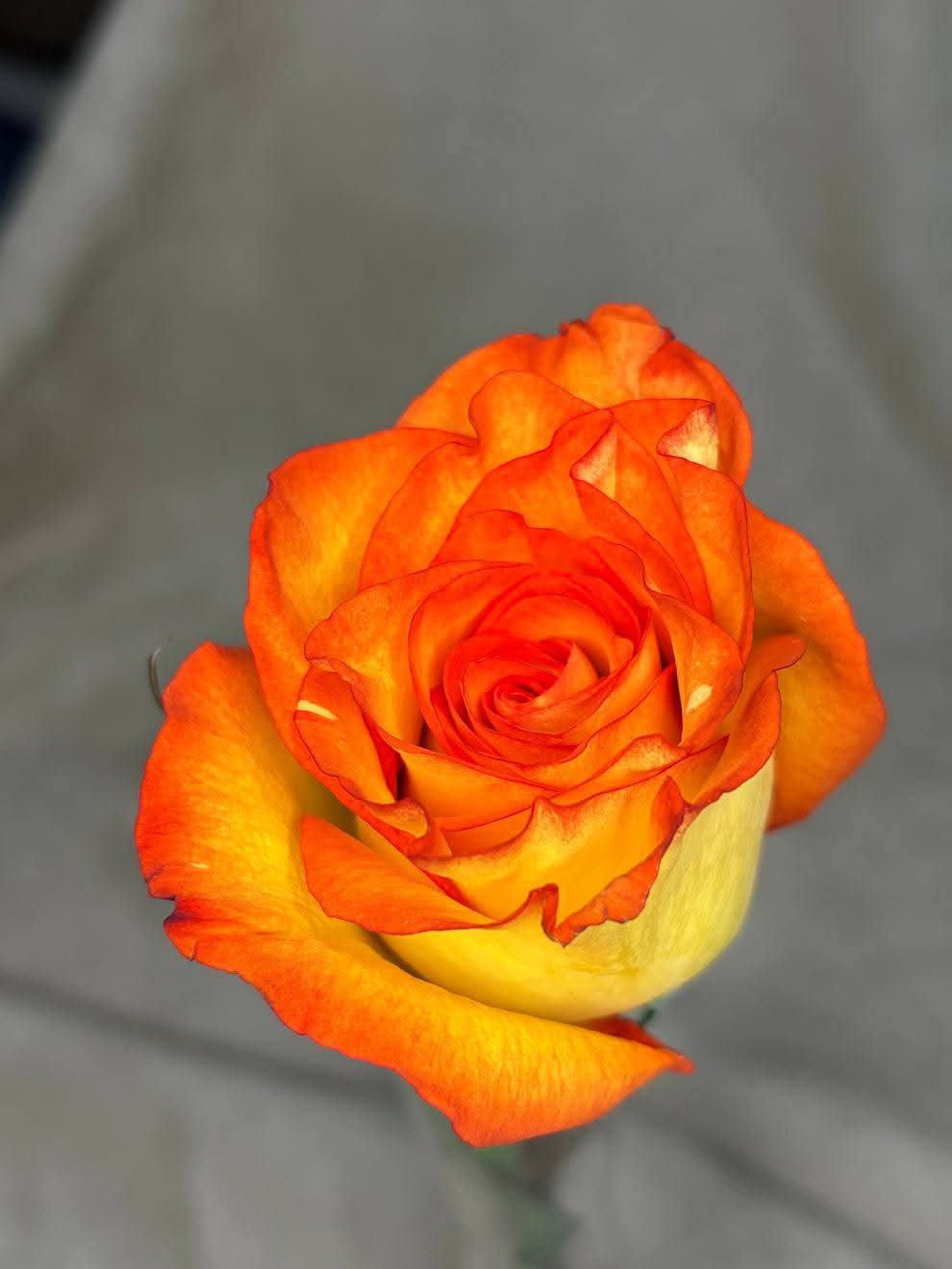 High Magic Roses