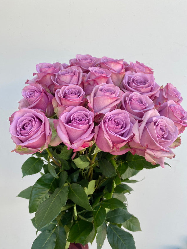 Lavender Roses