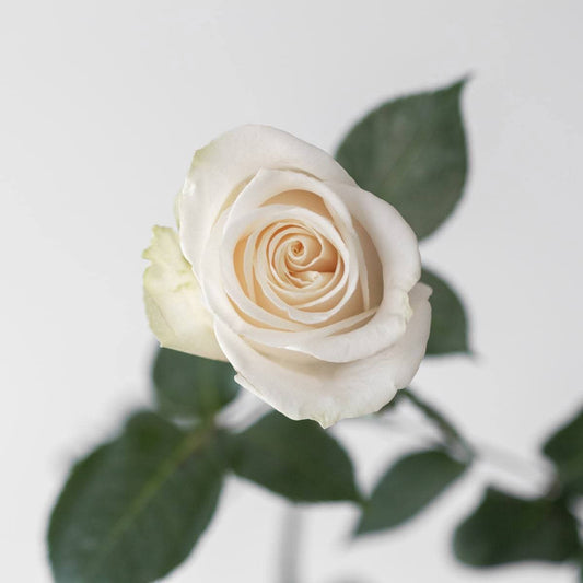 White Roses